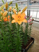 [4087 Flemington VZ No01.JPG]